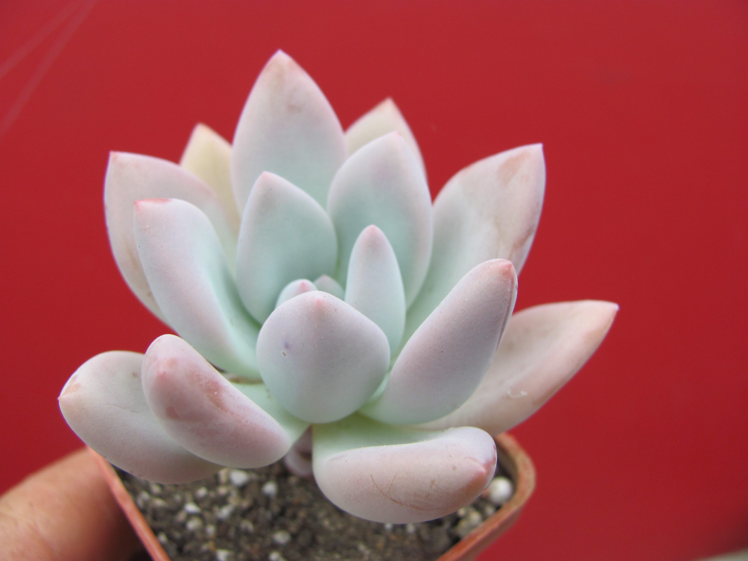 Pachyveria Opalina