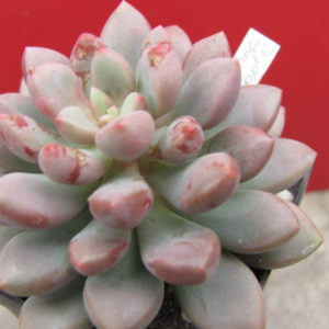Echeveria  Blue Epple
