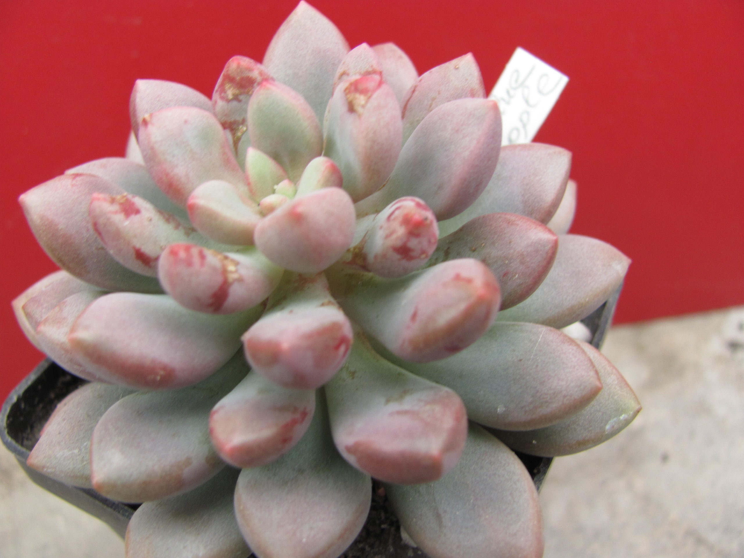 Echeveria  Blue Epple
