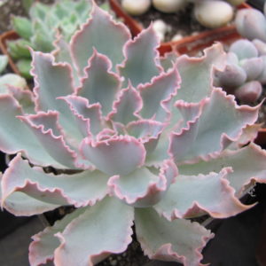 Echeveria Neon Breakers