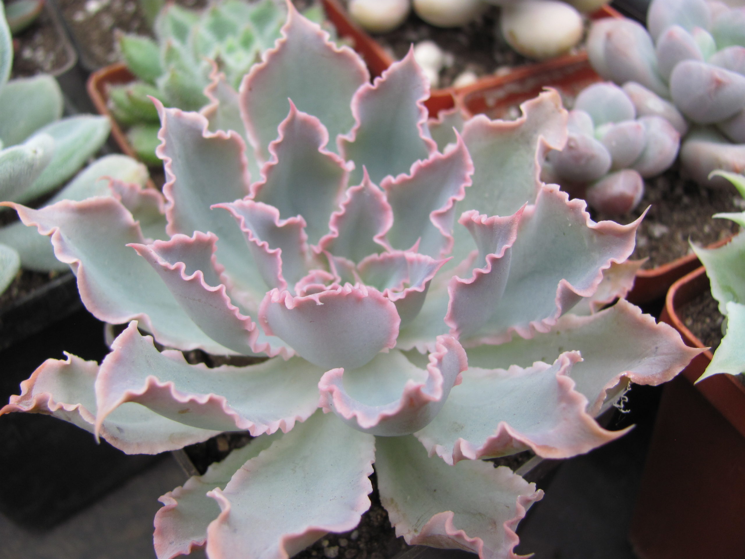 Echeveria Neon Breakers