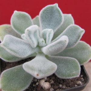 Echeveria Frosty