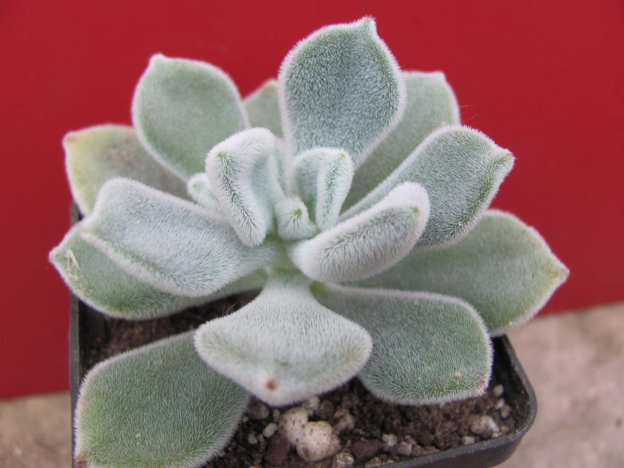 Echeveria Frosty