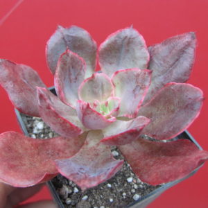 Echeveria  Red Prince