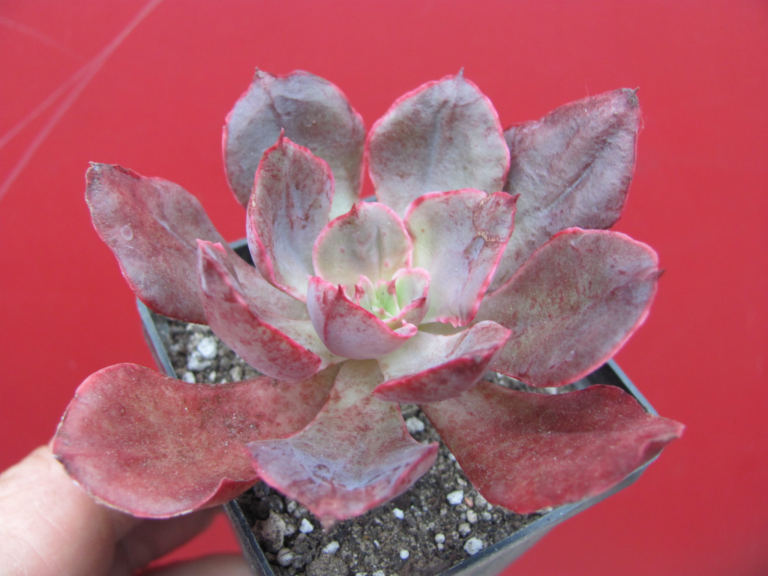 Echeveria  Red Prince