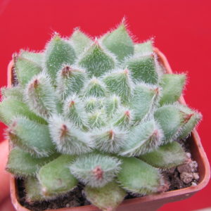 Echeveria *Comet*