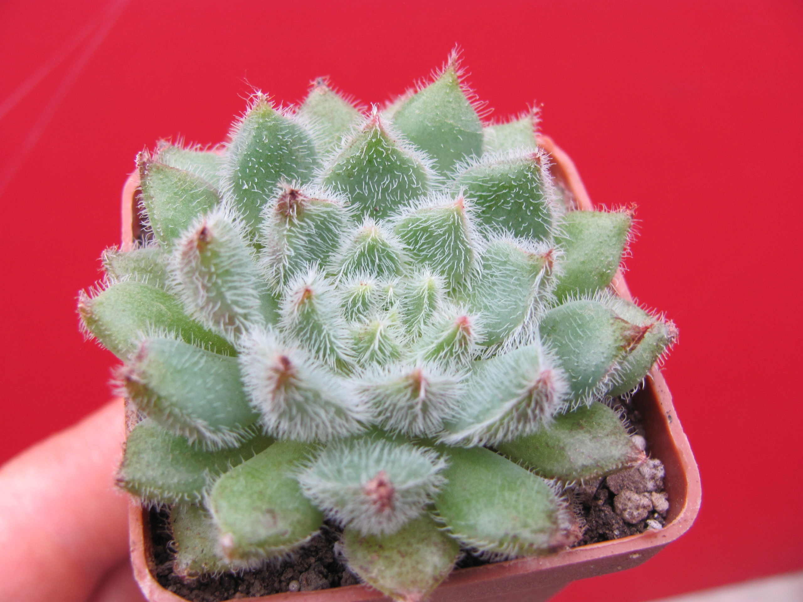 Echeveria *Comet*