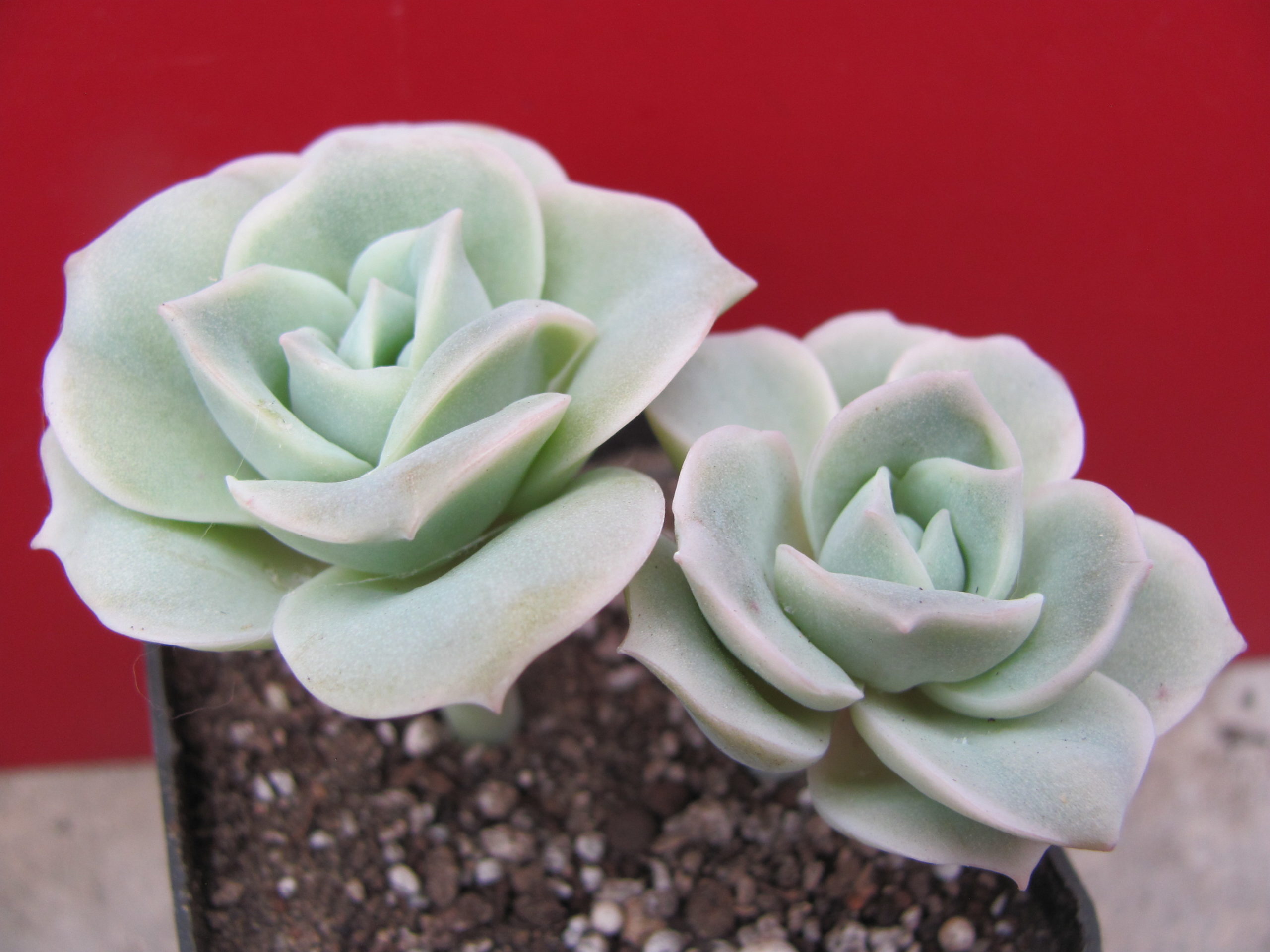 Echeveria Lovely Rose