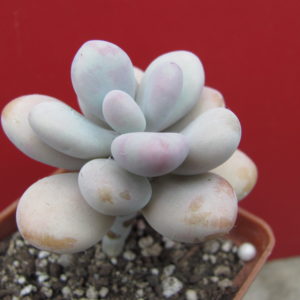 Pachyphytum Pink