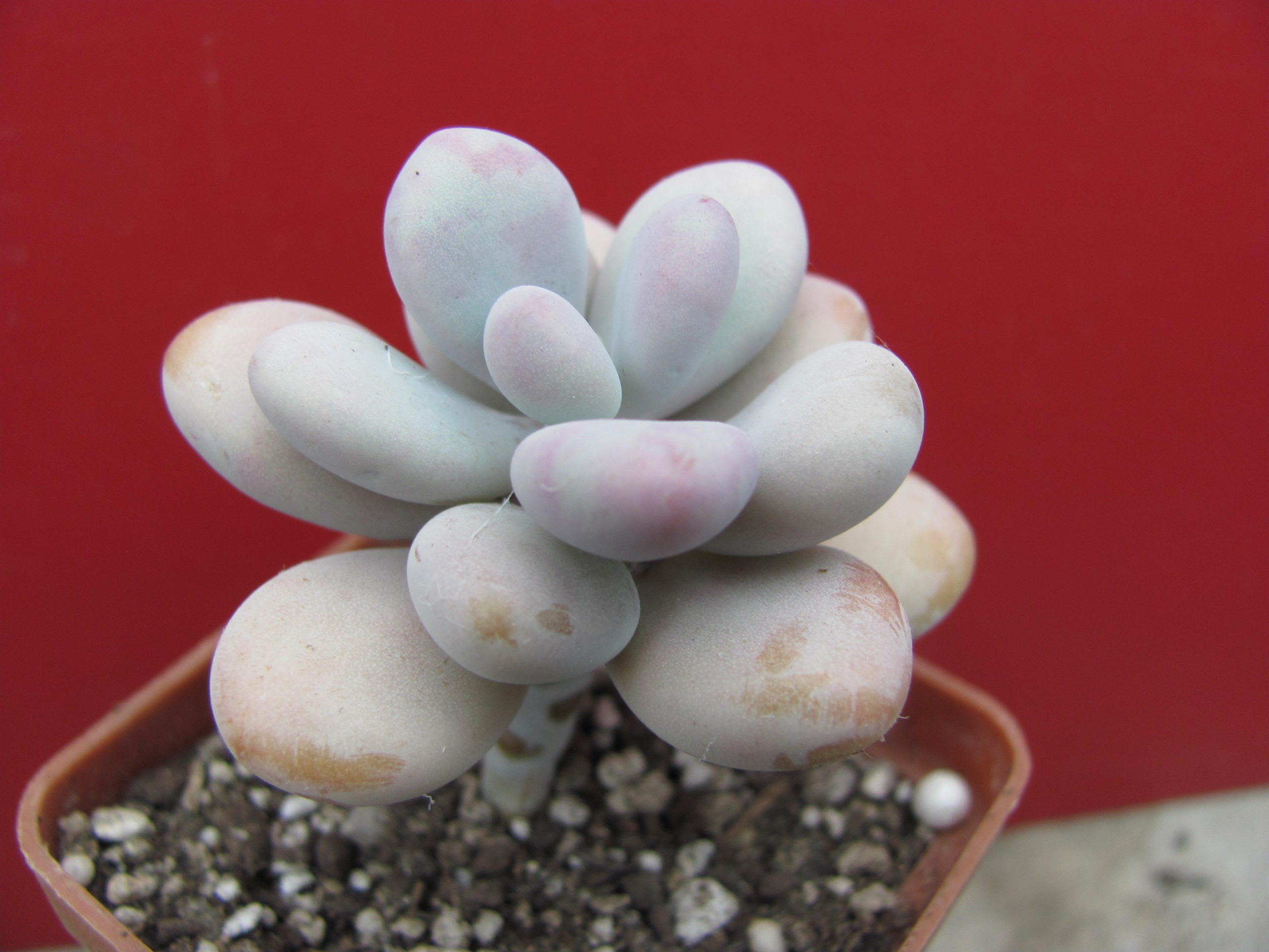 Pachyphytum Pink