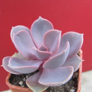 Echeveria Purple Pearl