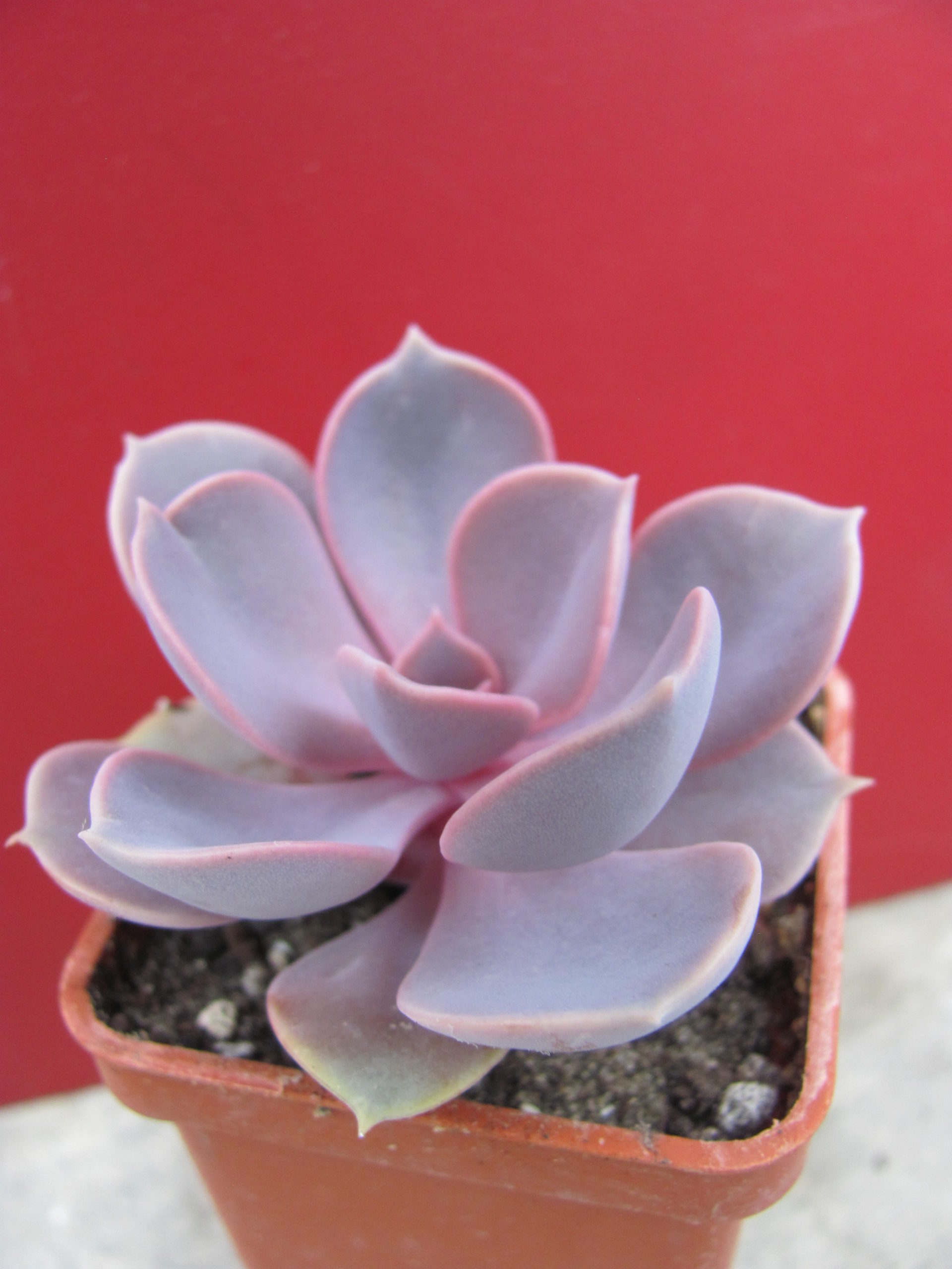 Echeveria Purple Pearl