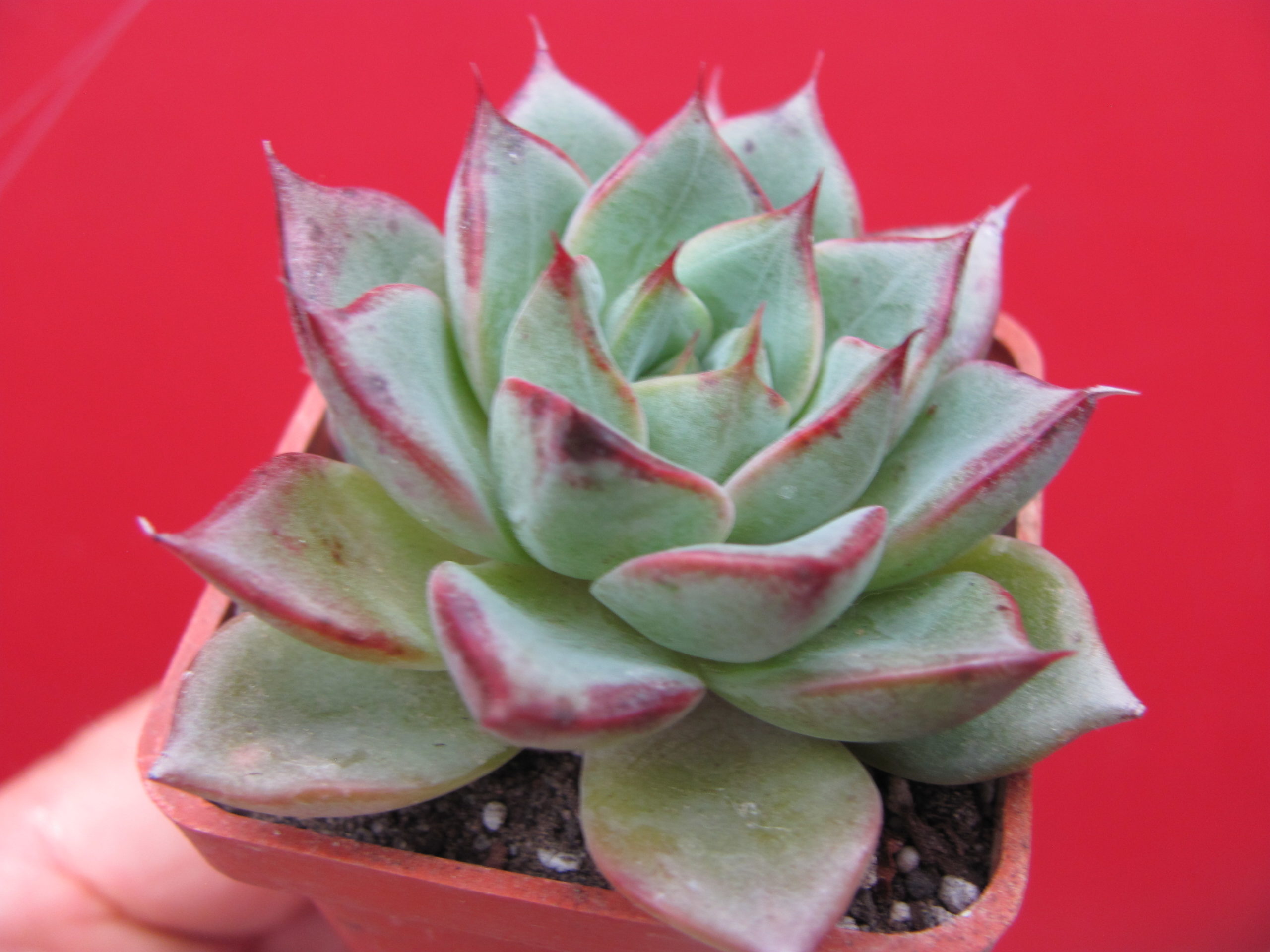 Echeveria  moranii hybr.