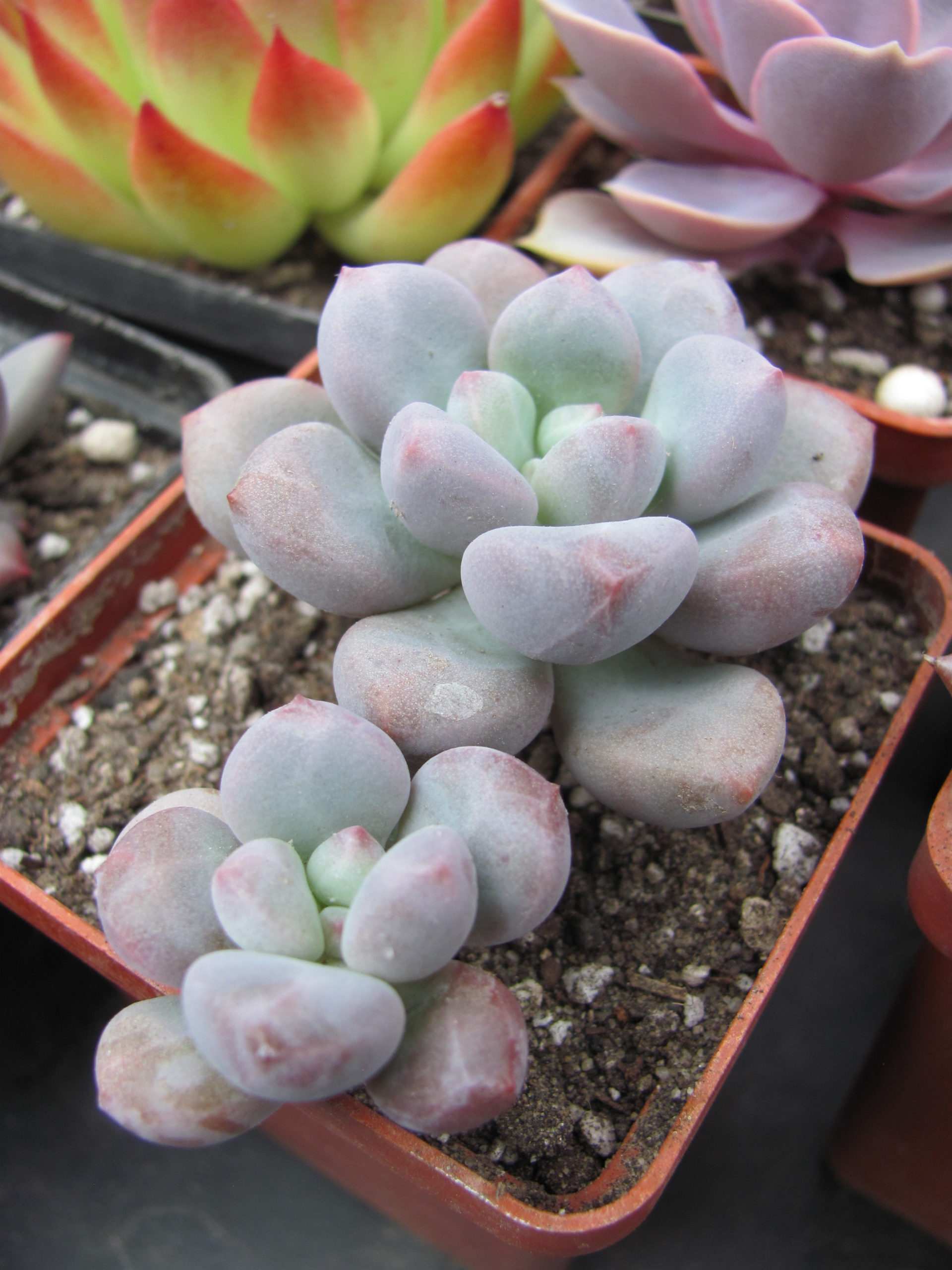Pachyphytum oviferum hybr.  #100