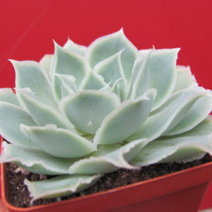 Echeveria Laguna Sanchez