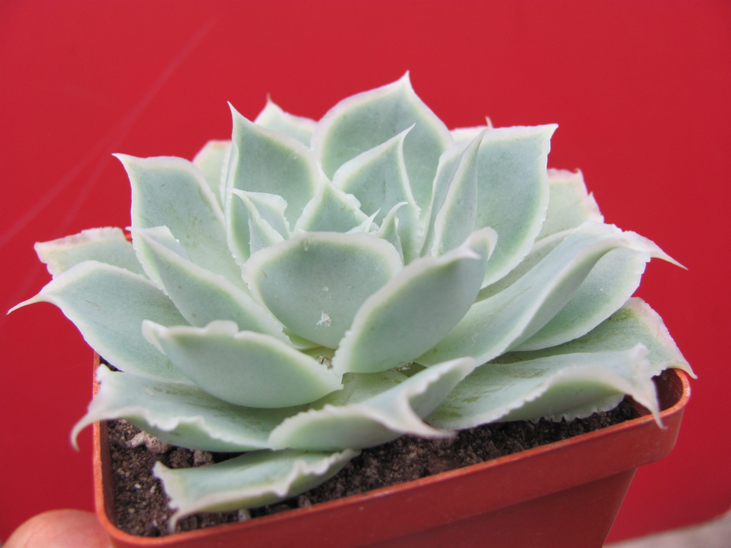 Echeveria Laguna Sanchez