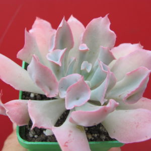 Echeveria Trumpet Pinky