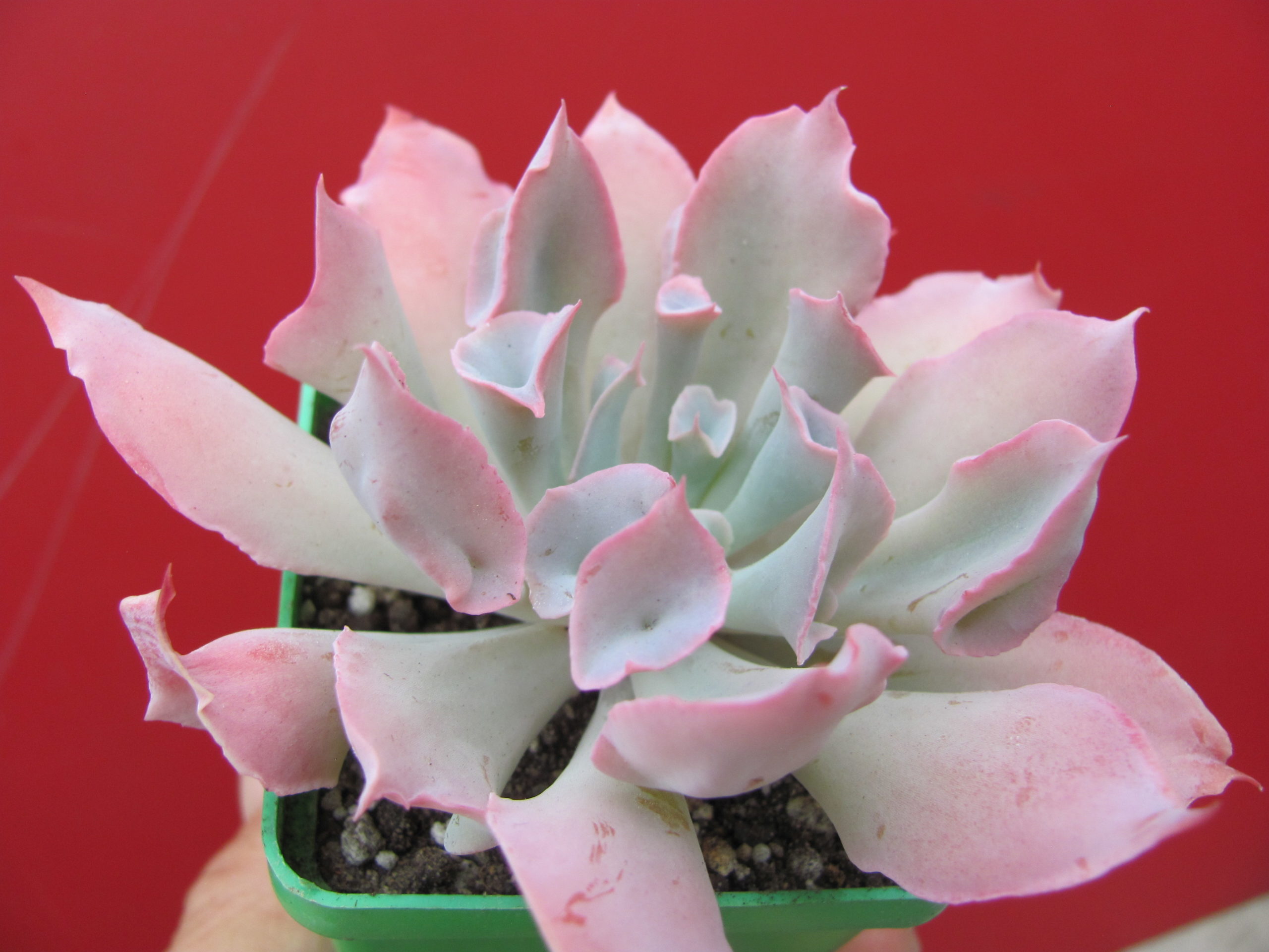 Echeveria Trumpet Pinky