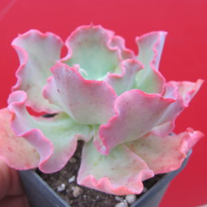 Echeveria Blue Curls