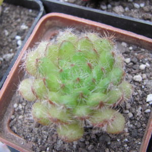 Echeveria setosa minor