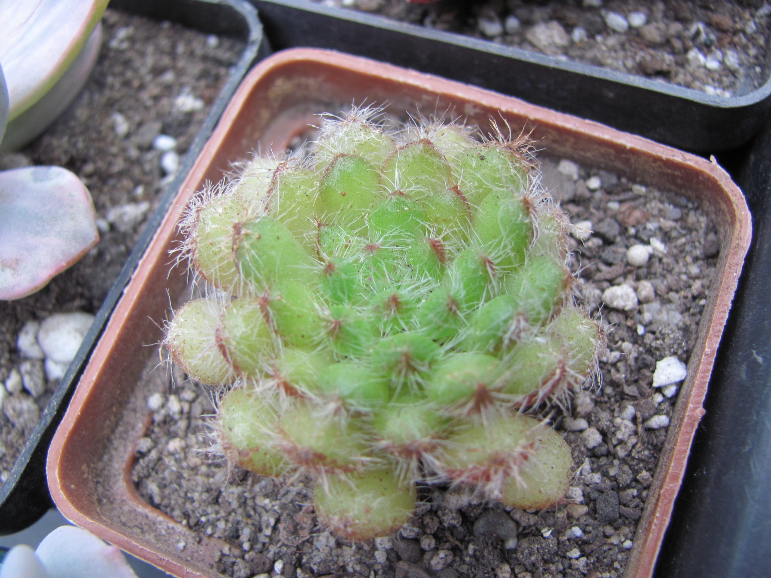 Echeveria setosa minor