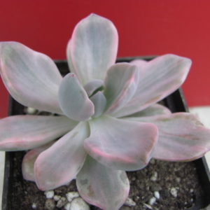 Echeveria Mrs.Richards variegata