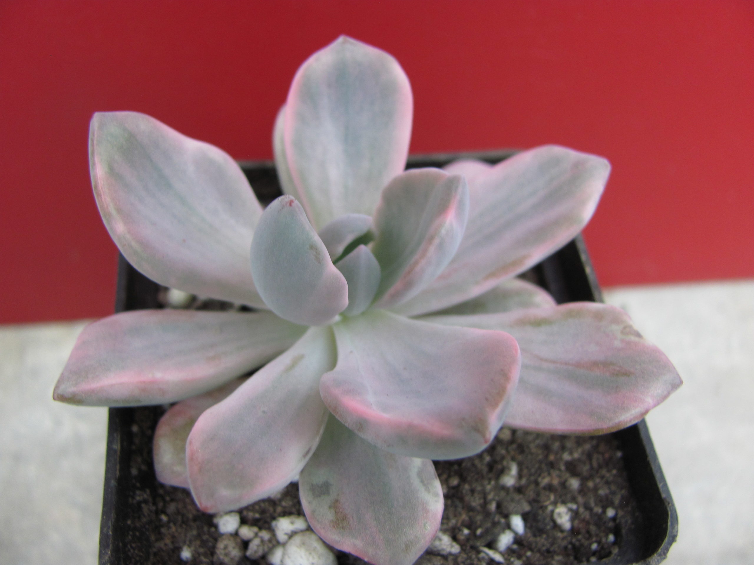 Echeveria Mrs.Richards variegata