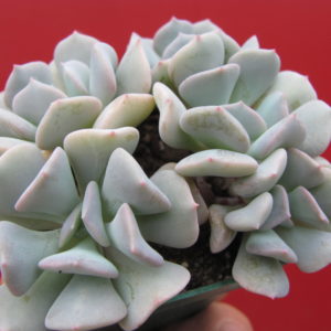 Echeveria    Cubic Frost