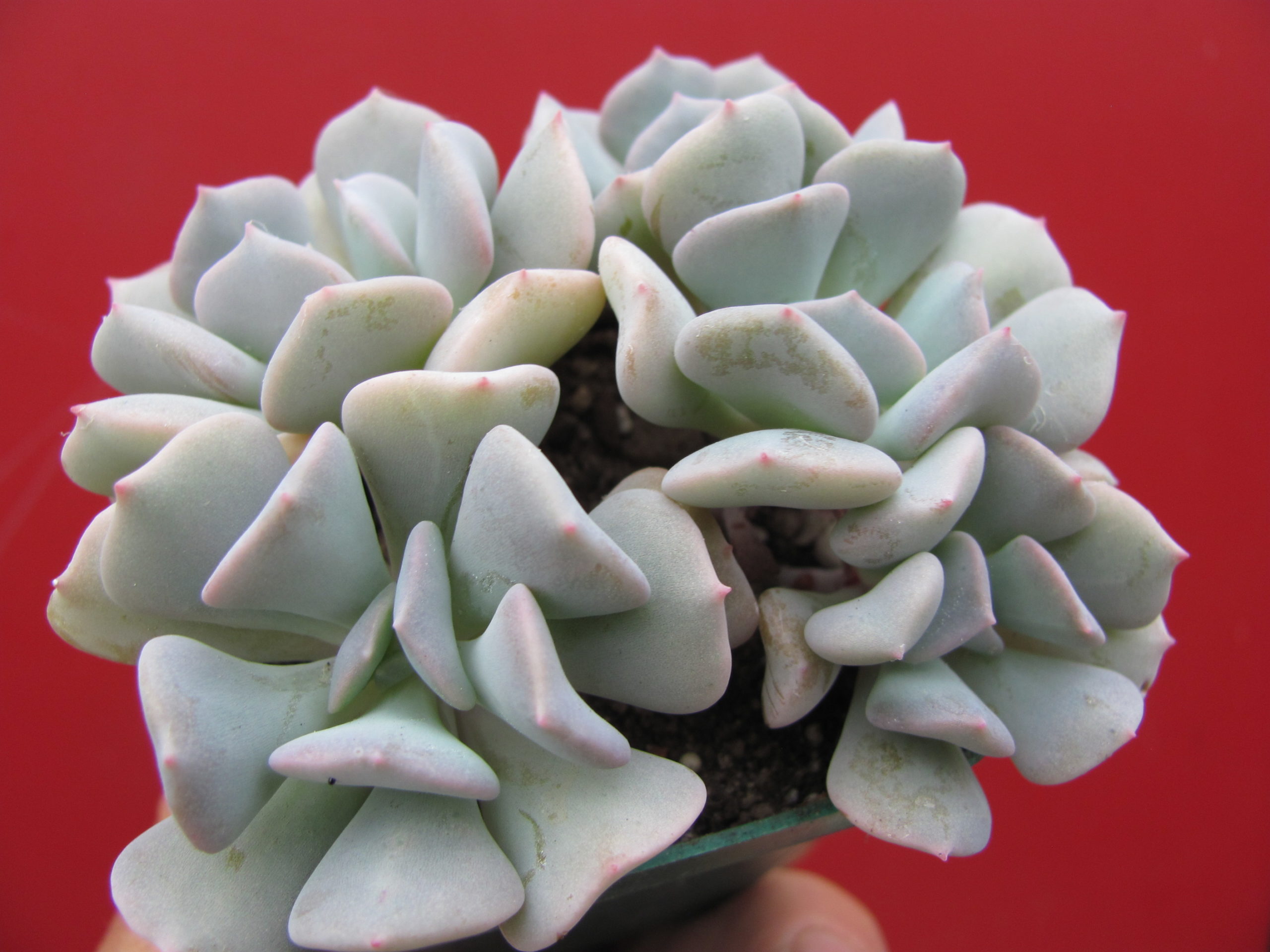 Echeveria    Cubic Frost