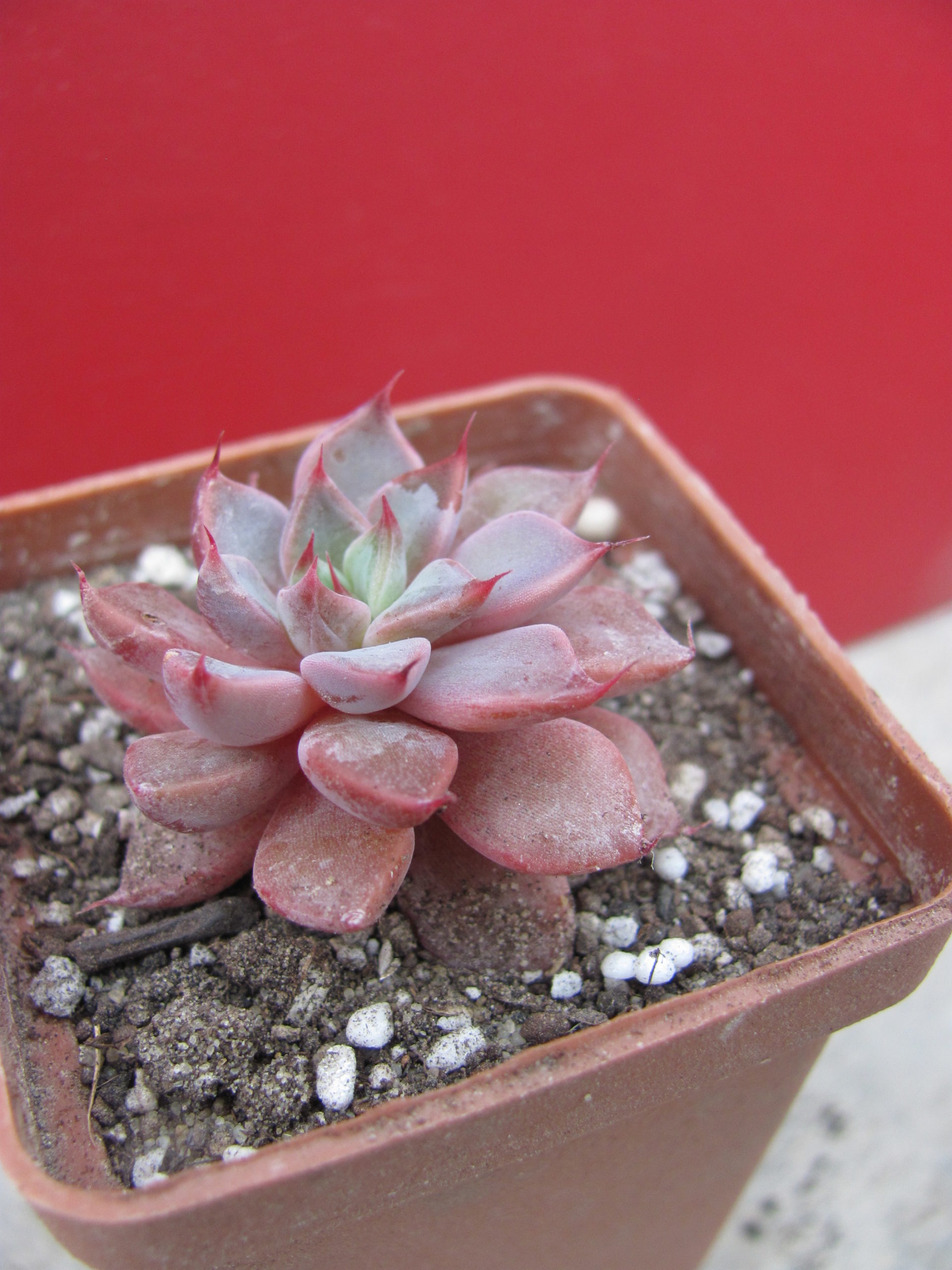 Graptopetalum rusbii  hybr.