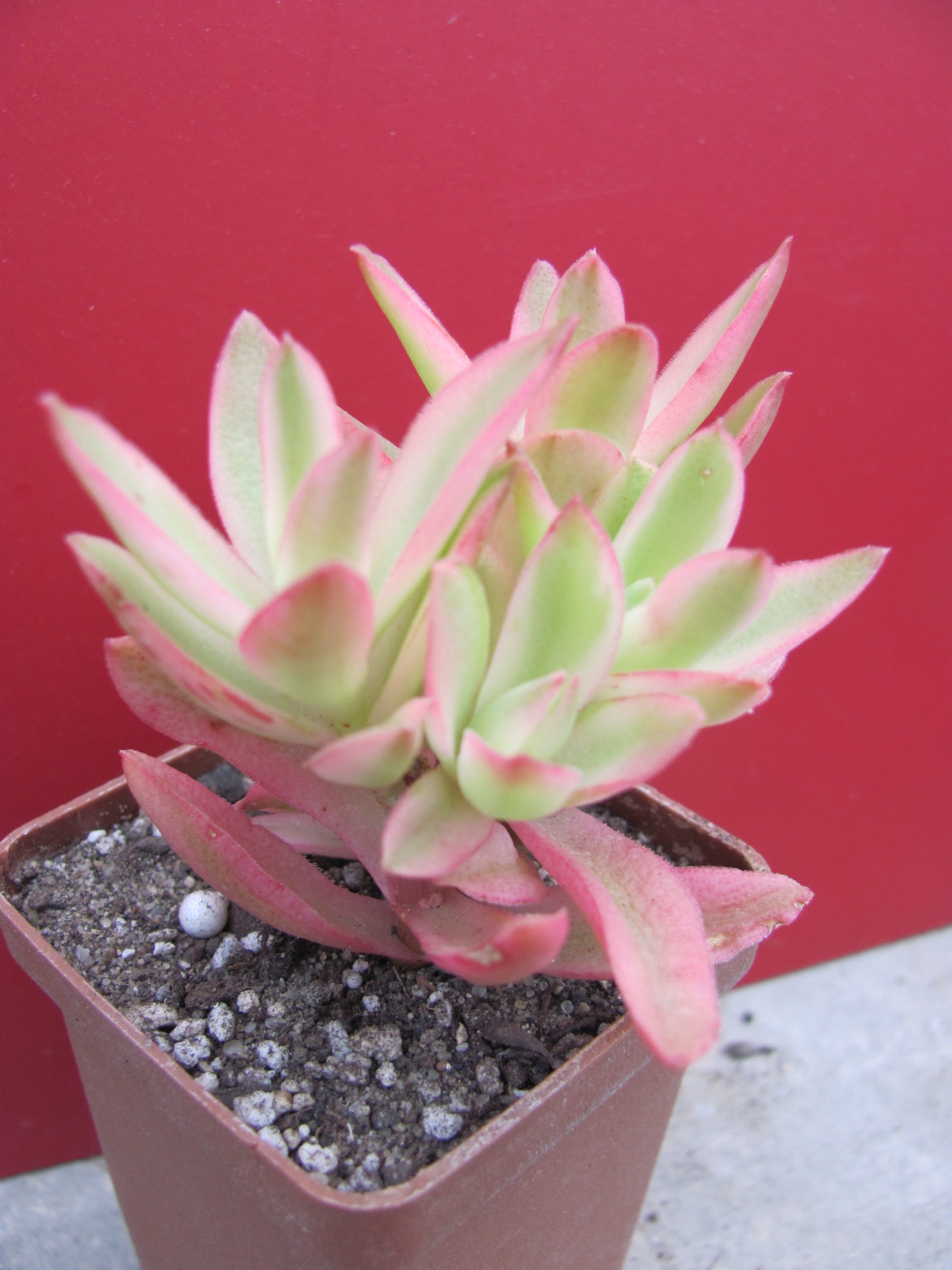 Crassula Campfire variegata