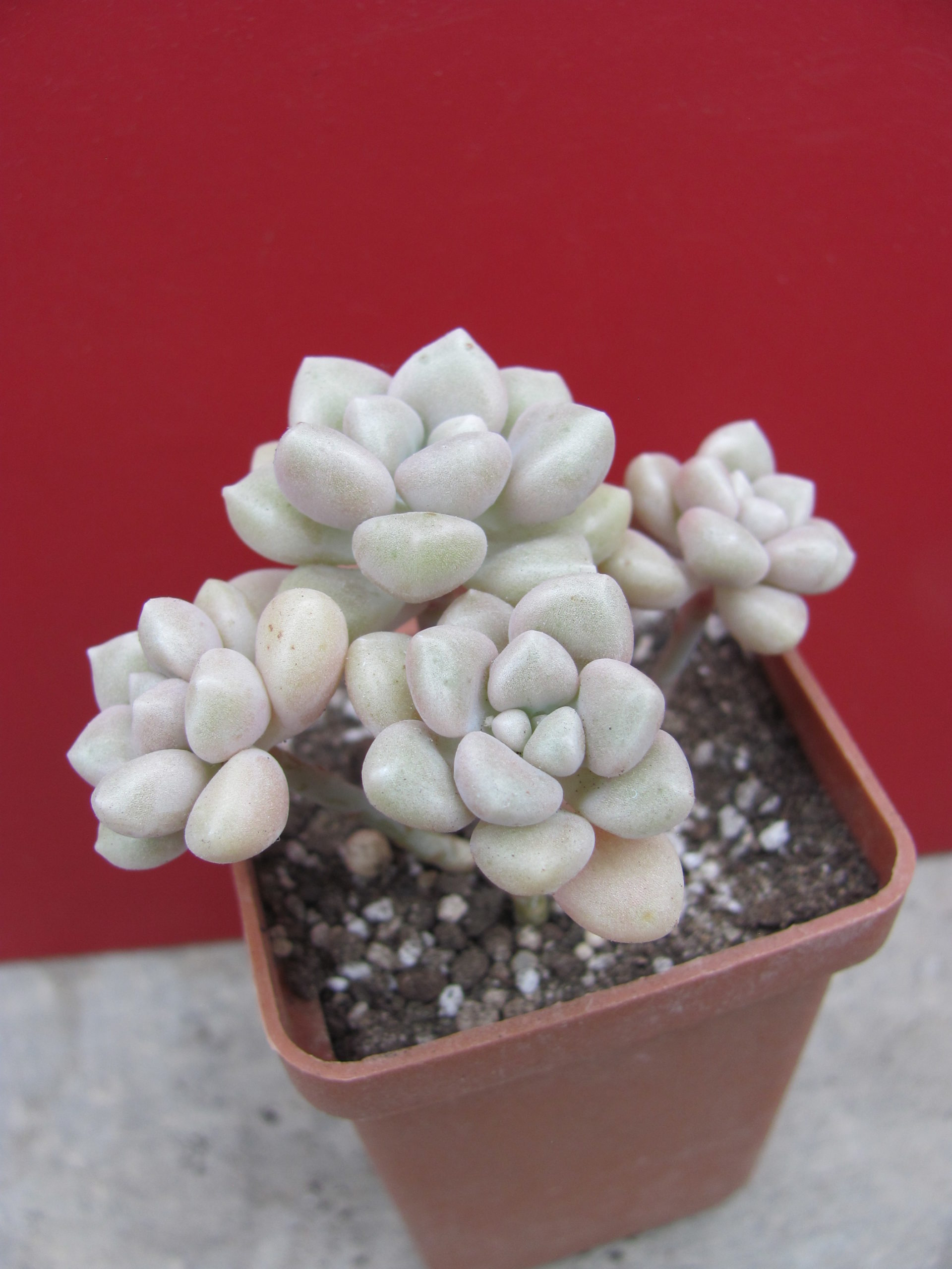 Sedum Mendosae