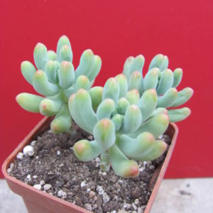 Sedcum pachyphyllum