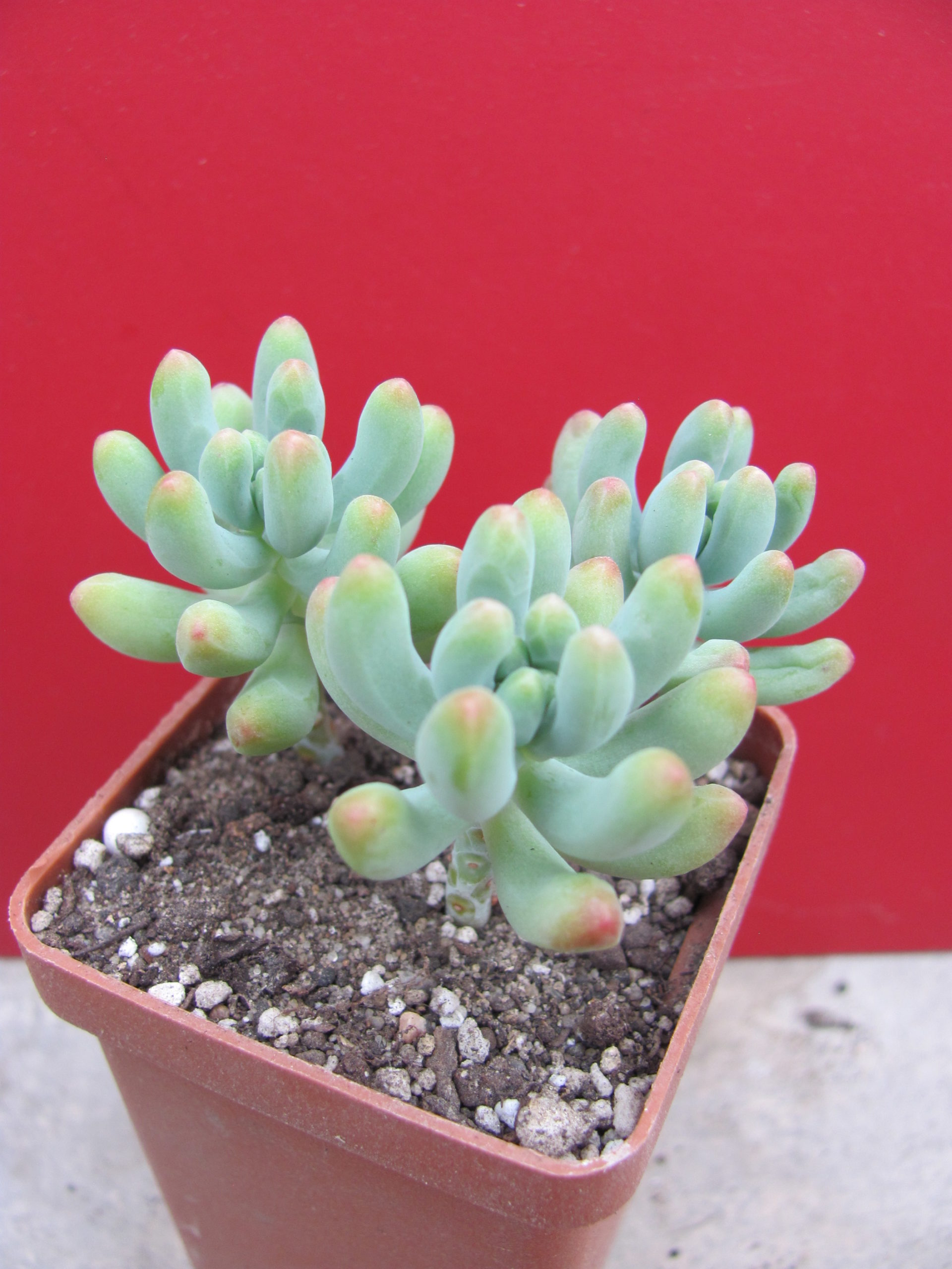 Sedcum pachyphyllum