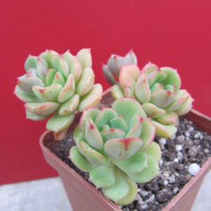 Sedeveria Pudgy