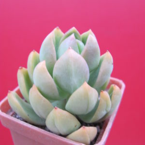 Sedum adolphii