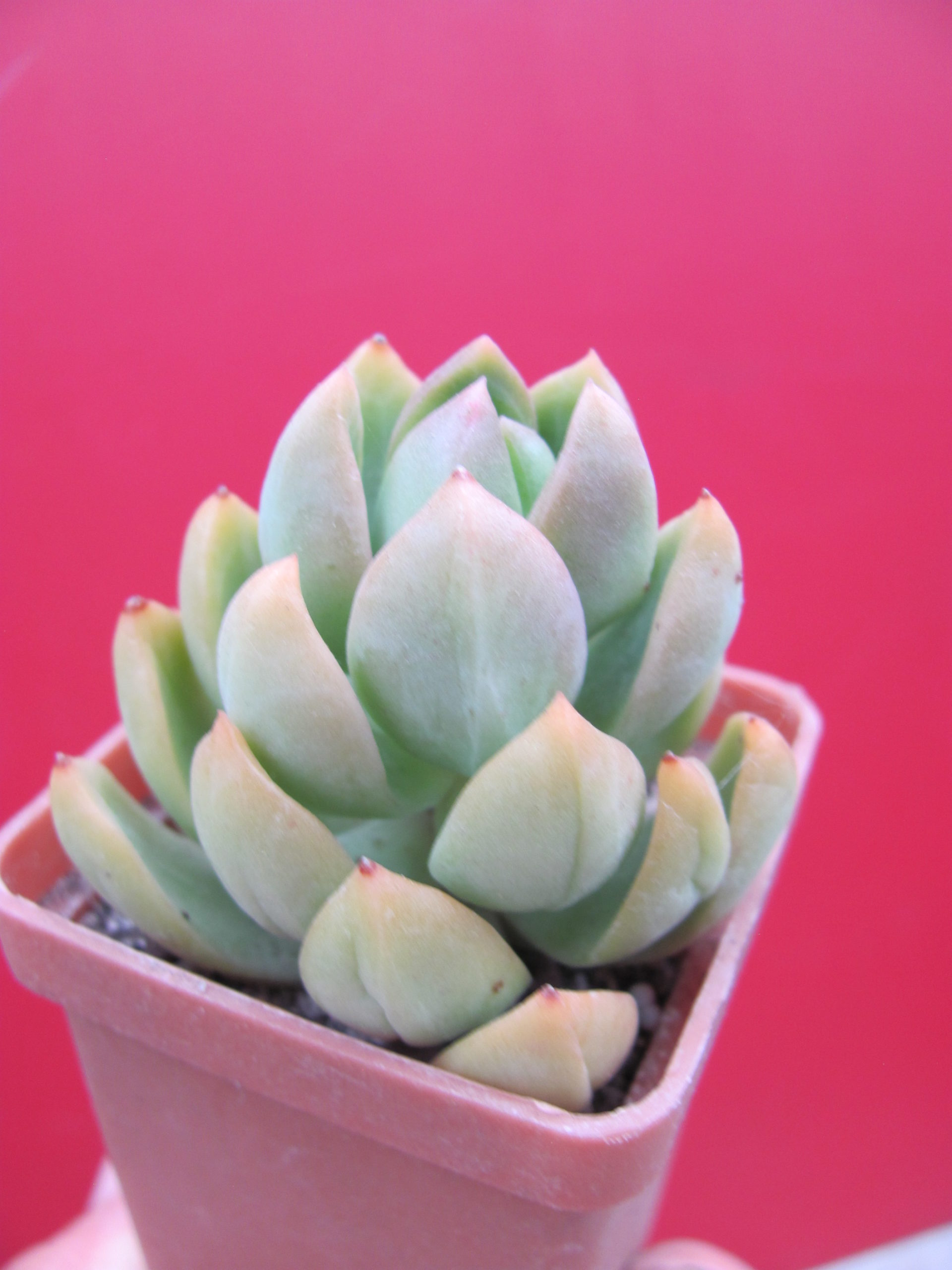 Sedum adolphii