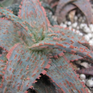 Aloe hybr.  # 18
