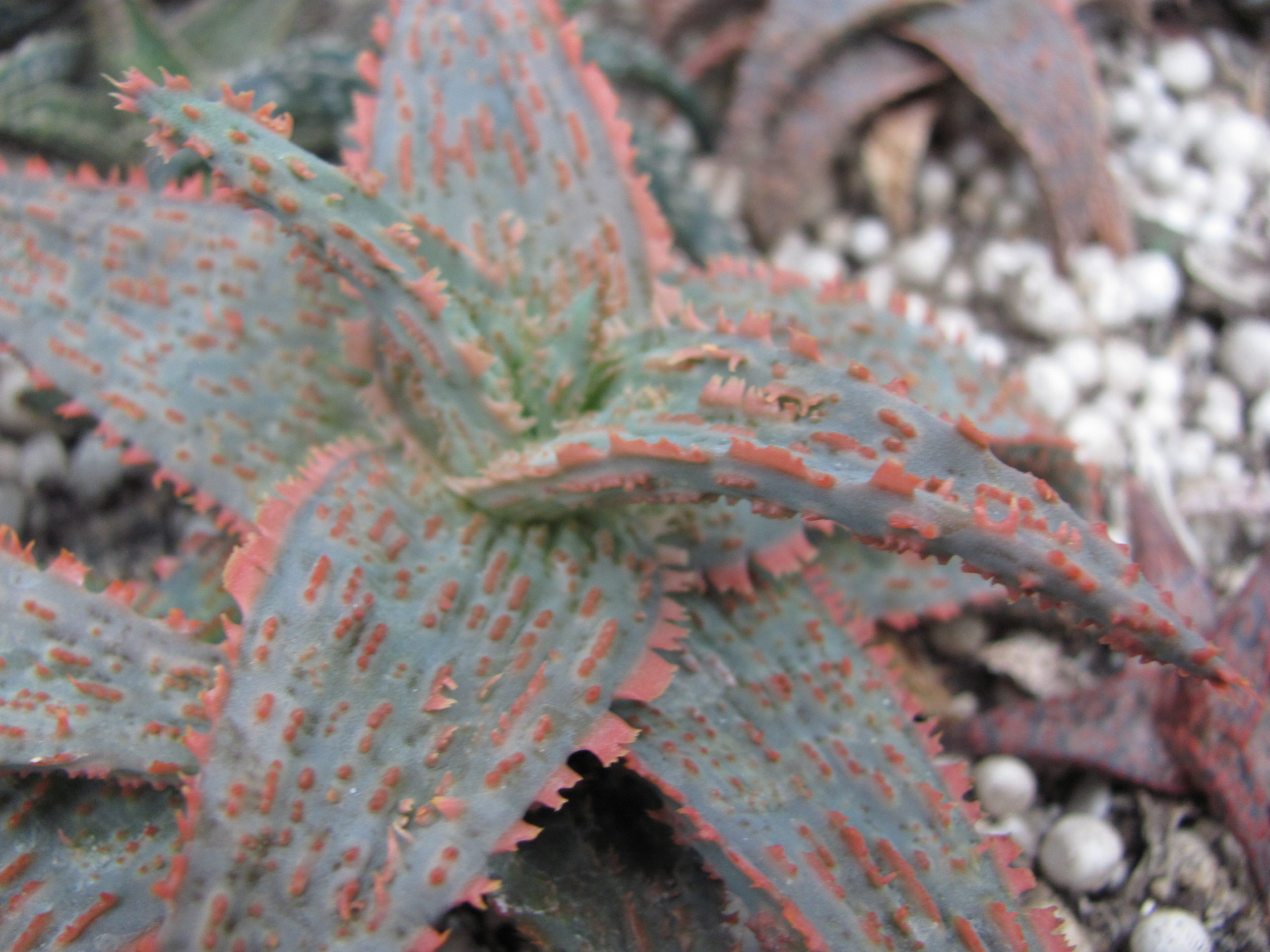Aloe hybr.  # 18