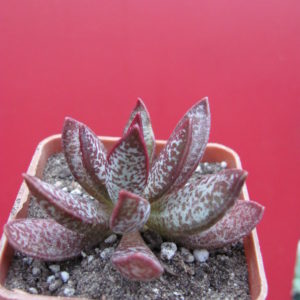 Adromischus triginus