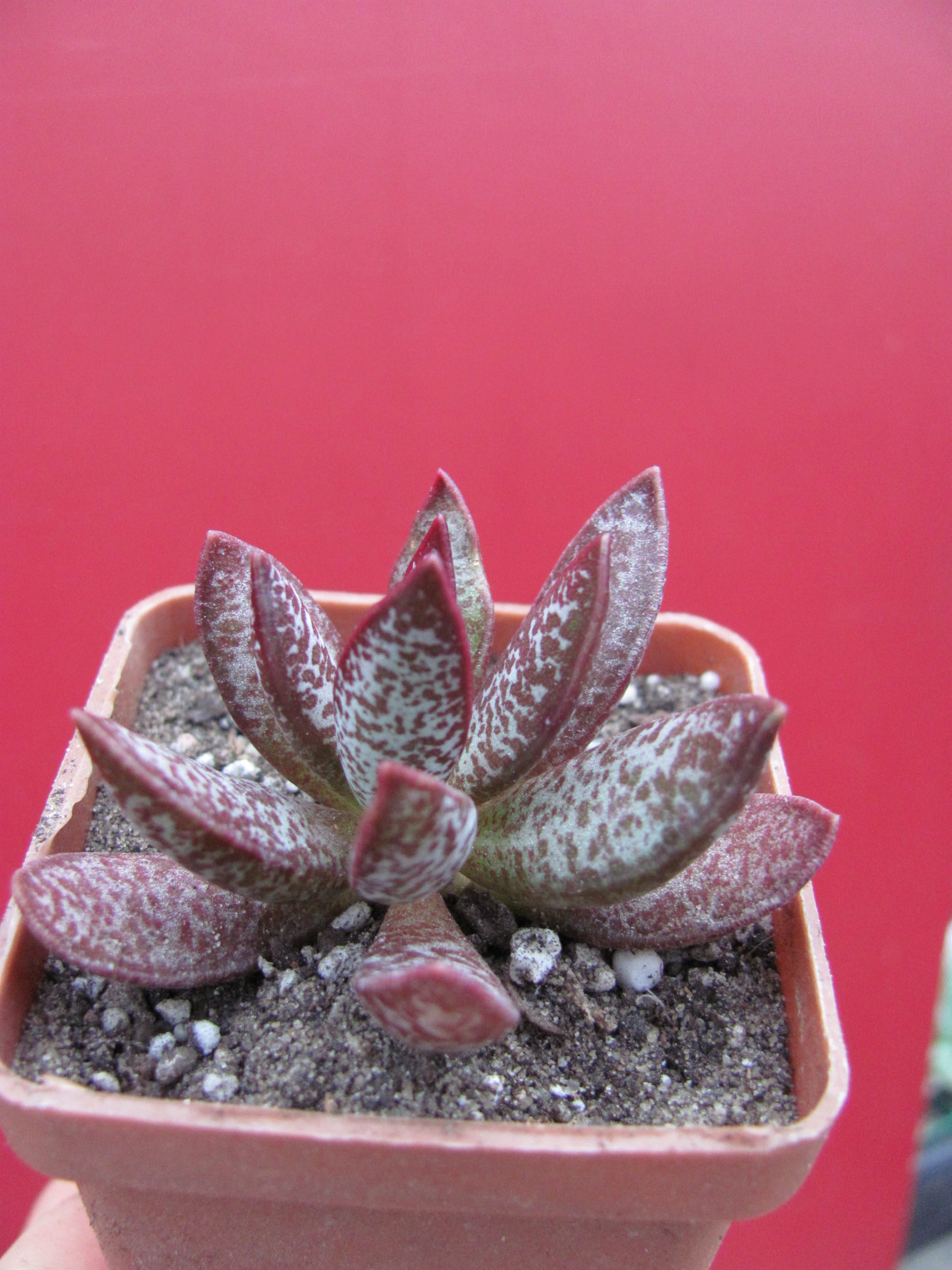 Adromischus triginus