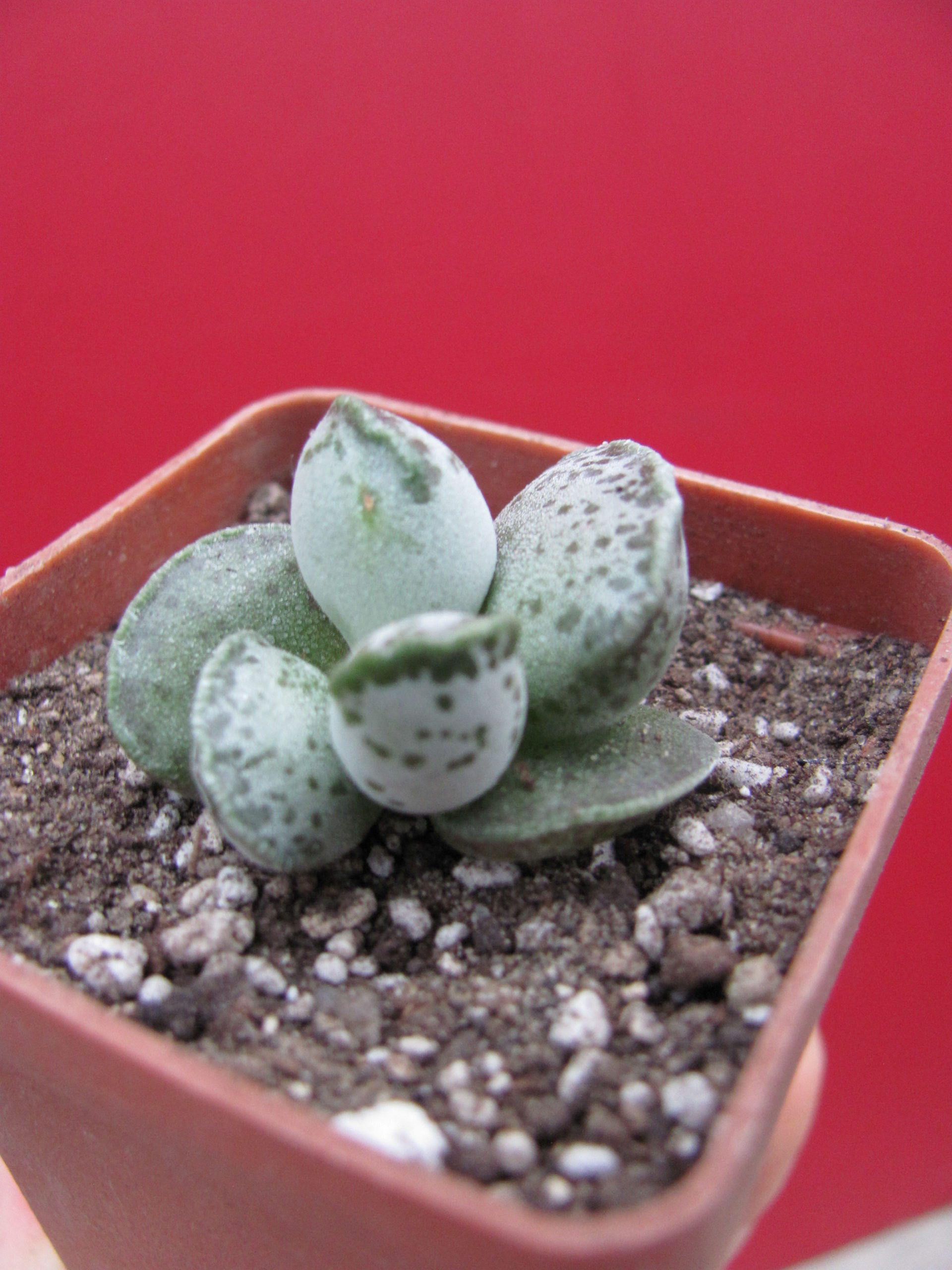 Adromischus Silver Tubes