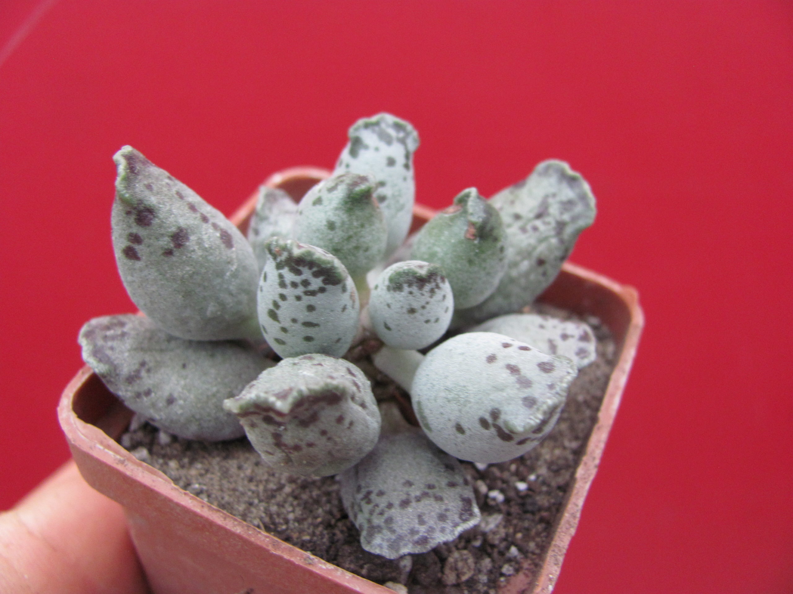 Adromischus Silver Tubes