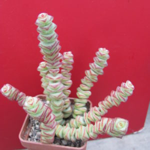 Crassula marnieriana