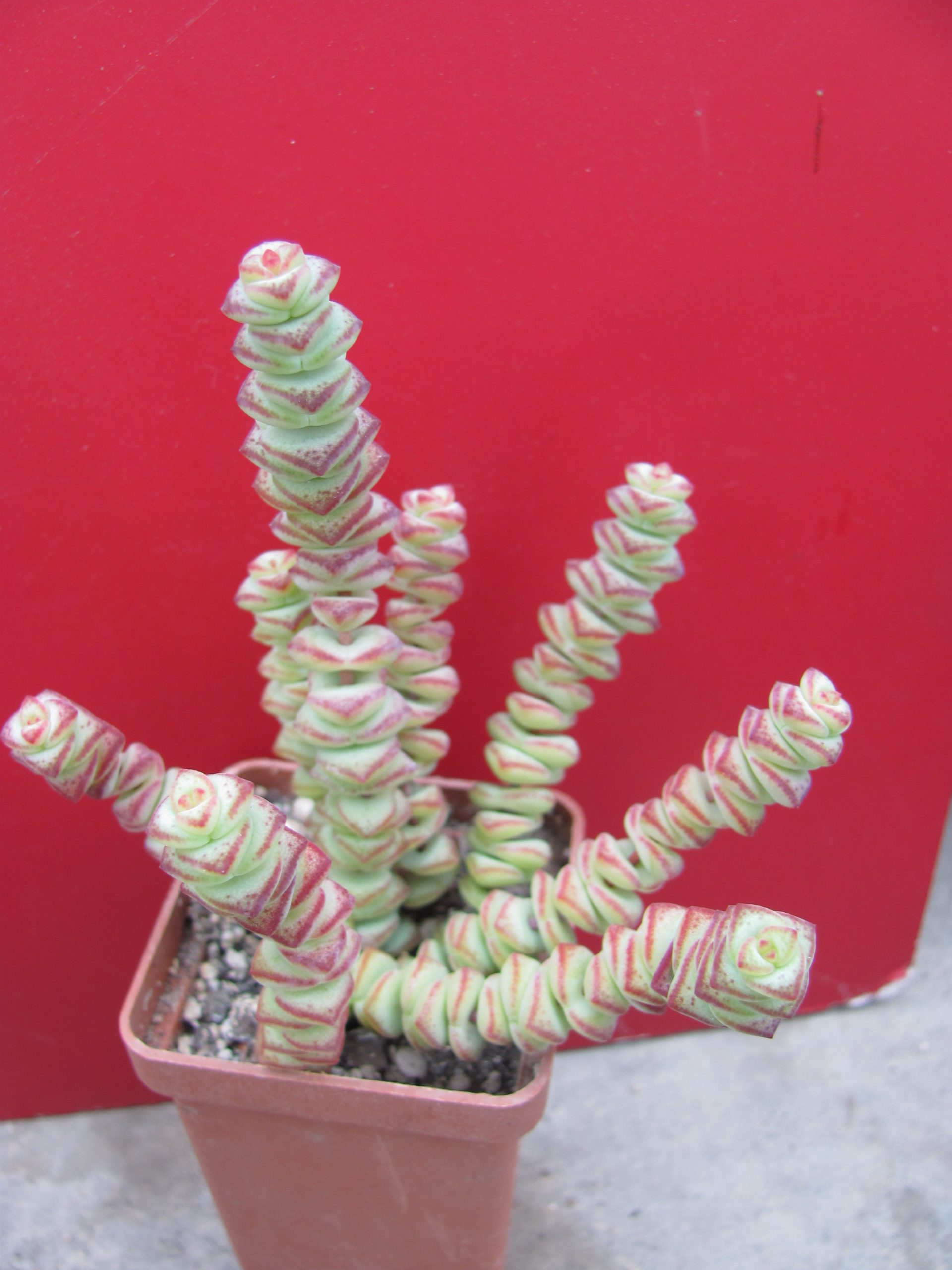 Crassula marnieriana