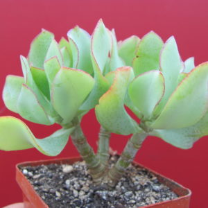 Crassula Blue Bird