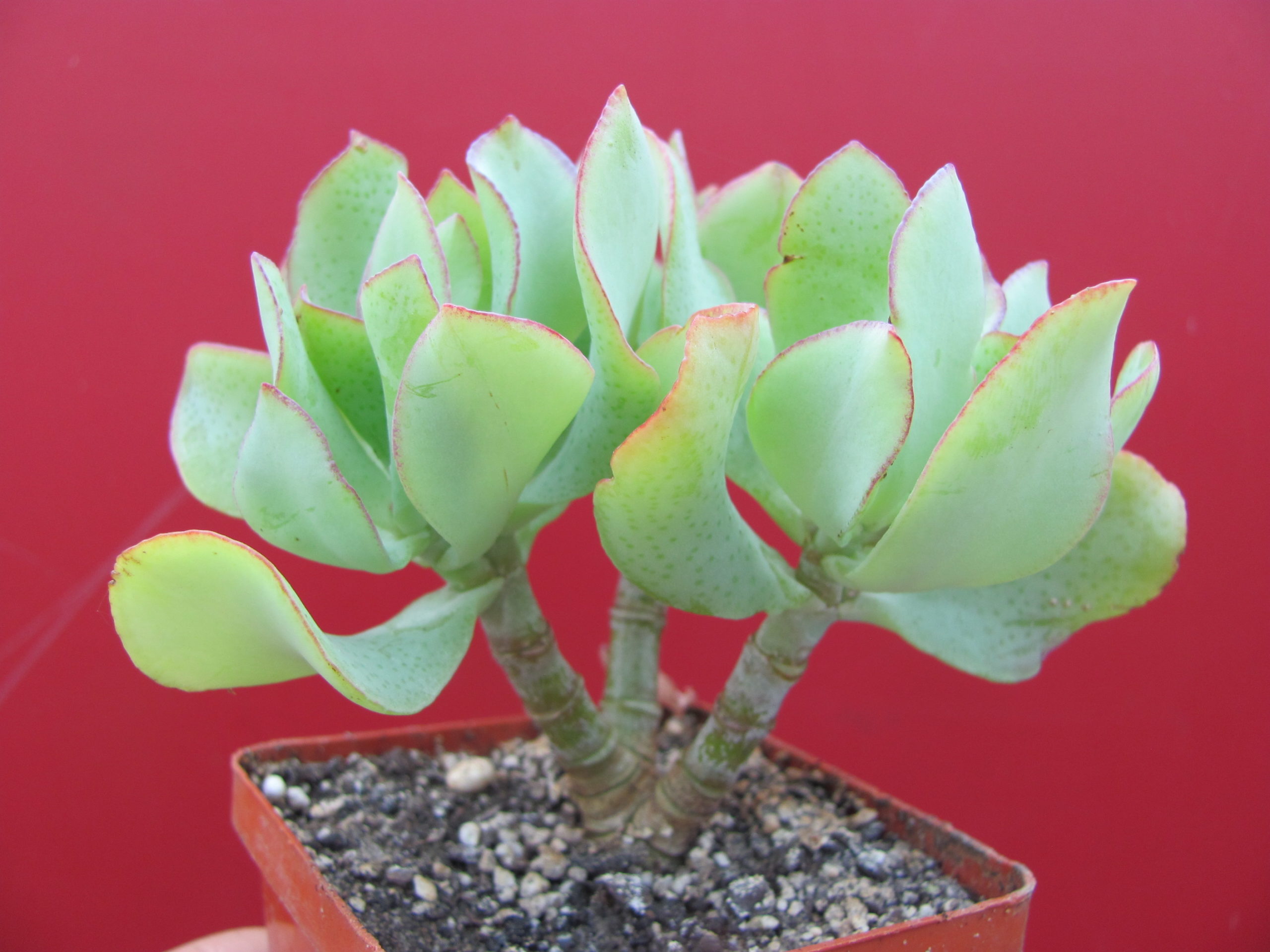 Crassula Blue Bird