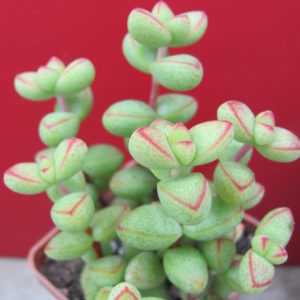 Crassula laginosa