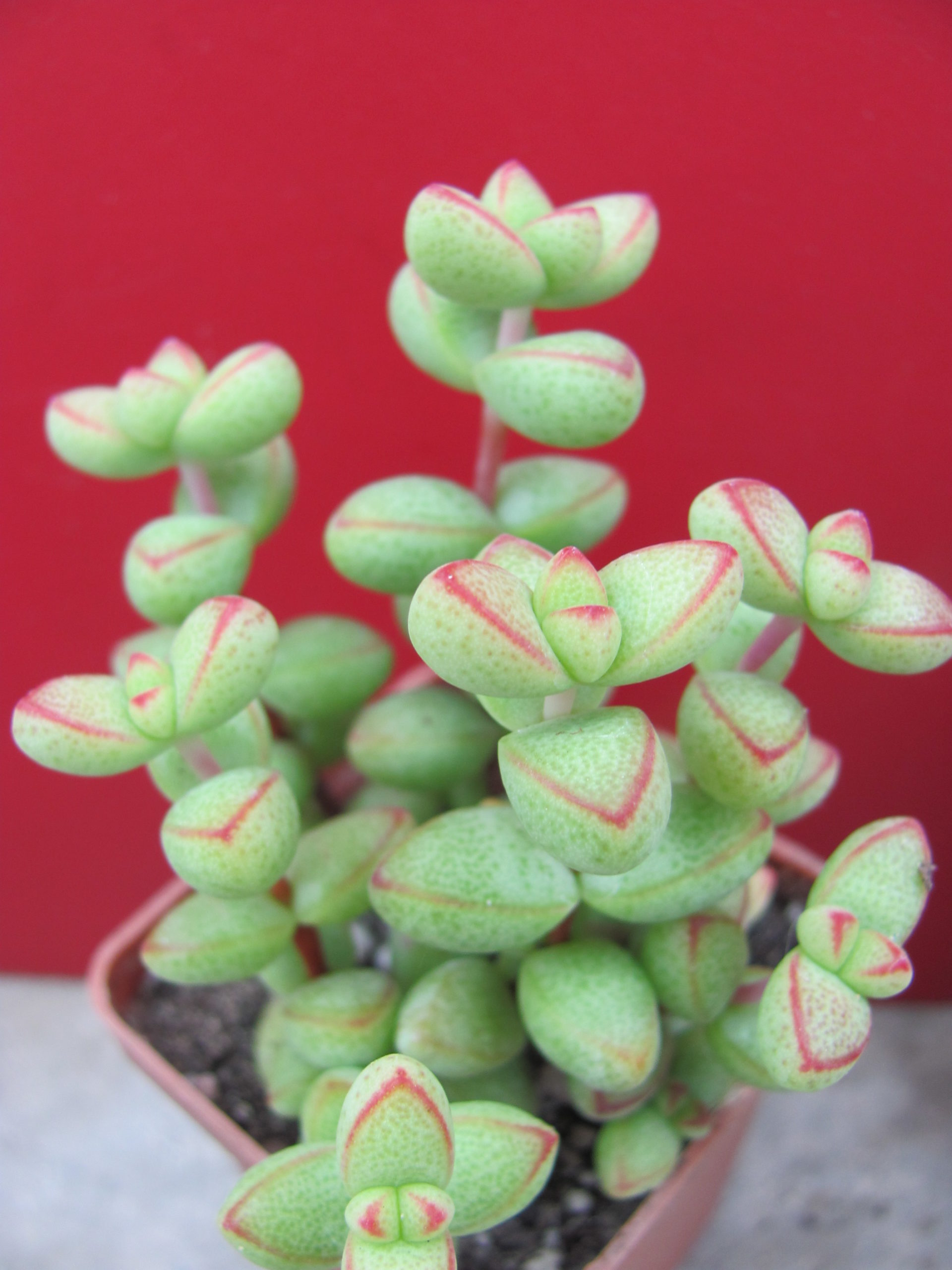 Crassula laginosa