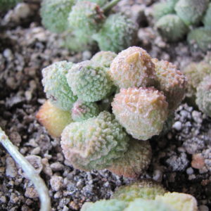 Adromischus marianiae Herrei Green
